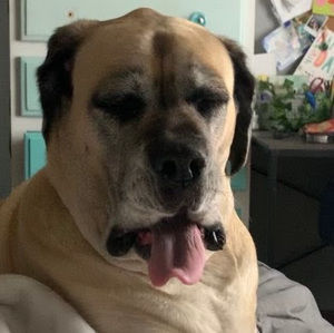 Meet your Posher, Mia